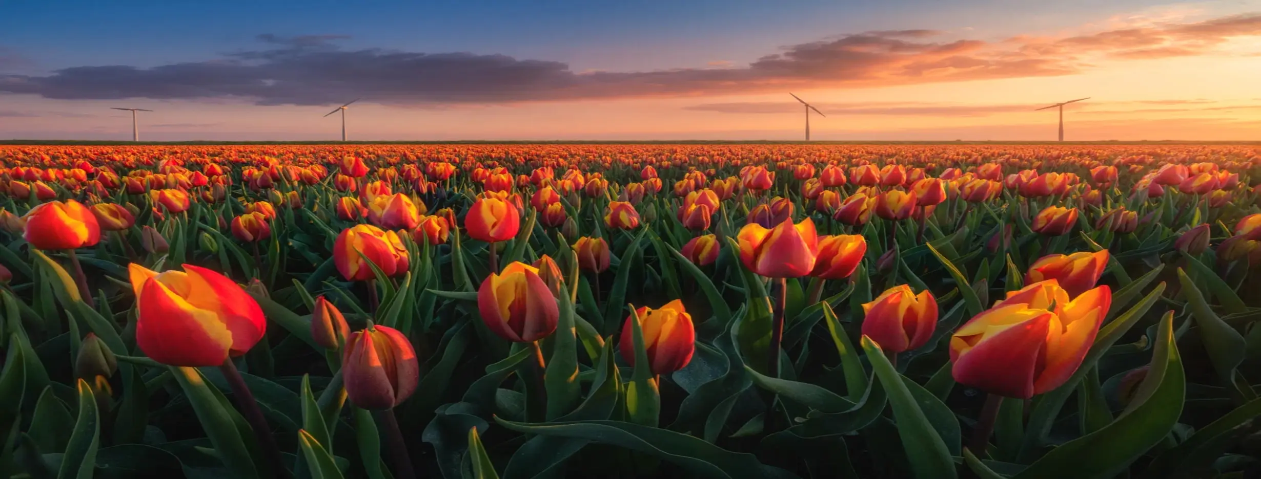 Image for Tulip Season